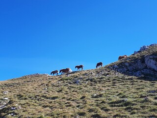 Chevaux sauvages sur les crêtes