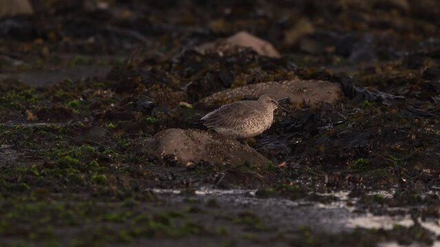 A red knot (Calidris canutus) in winter plumage foraging by the sea