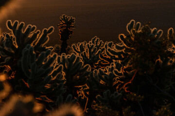 Cholla Cactus Garden Sunrise, Joshua Tree National Park, Joshua Tree, California