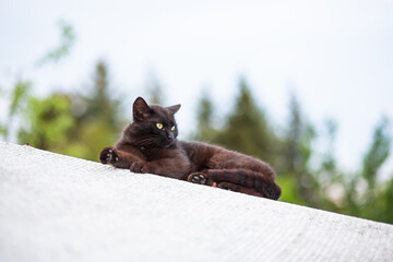 a cute black cat laying on its side with trees in the background