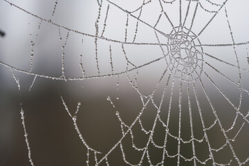 frozen spider web on a cold winter morning