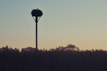 stork nest in sunrise 