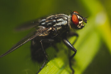 Fototapeta premium House fly on a leaf macro