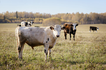 a gray bull grazing in a field and chewing grass