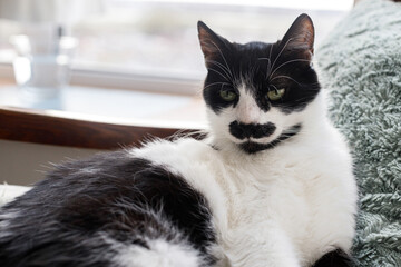 Adorable cat relaxing on chair in room. Cute kitty portrait with mustache and green eyes sitting on cozy pillows. Pet and cozy home