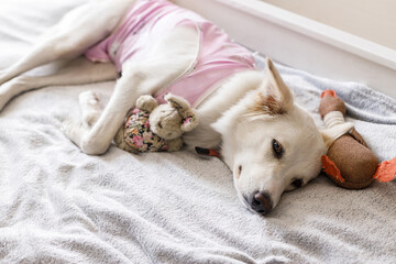 Cute dog after spaying sleeping on bed with favourite toy. Post-operative Care. Adorable white...
