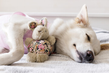 Cute dog after spaying sleeping on bed with favourite toy. Post-operative Care. Adorable white...