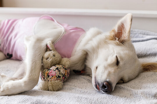 Adorable dog portrait in special suit bandage recovering after spaying. Post-operative Care. Pet sterilization concept. Cute white doggy after surgery sleeping on bed with favourite toy
