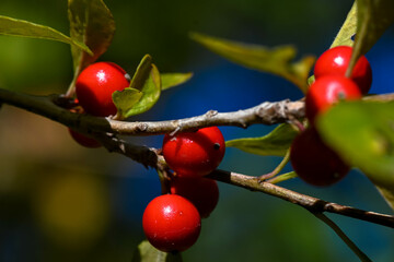 red berries on a branch