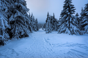 Magical winter scenery with frozen trees covered with white snow. Fantasy atmosphere after snow storm on Bohemia mountains. 
