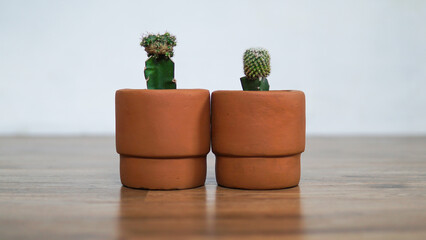 Small cactus in a terracotta pot