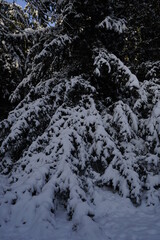 Fototapeta na wymiar Snowy tree - Winter in Berlin