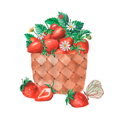 Watercolor hand-drawn illustration of basket with strawberries isolated on white. Wicker basket with juicy red berries, branches with white flowers, ladybug and butterfly.