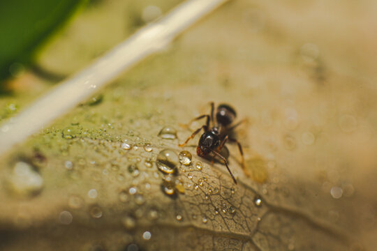 macro picture of an ant on a leaf with water droplets