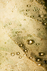 macro pictures of water drops on leaf