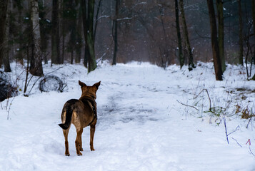 dog in snow