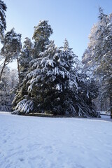 Snowy tree - Winter in Berlin