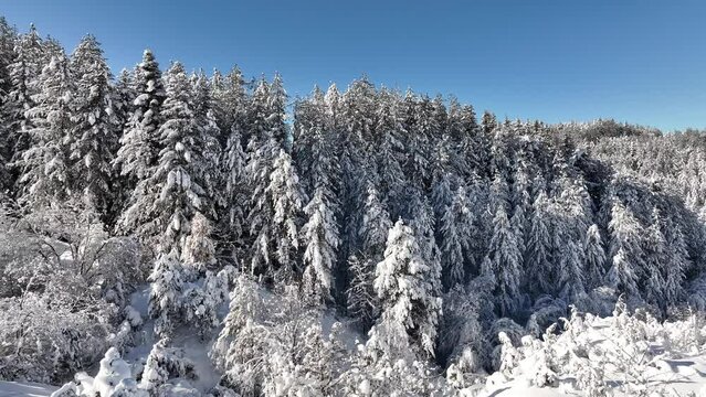 Paesaggio invernale, alberi carichi di neve.
suggestive immagini con candida neve fresca.