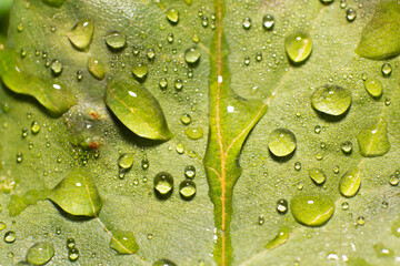 leaf with water drops