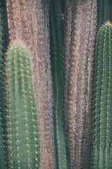 thorn cactus texture background, close up. succulent park on Lanzarote