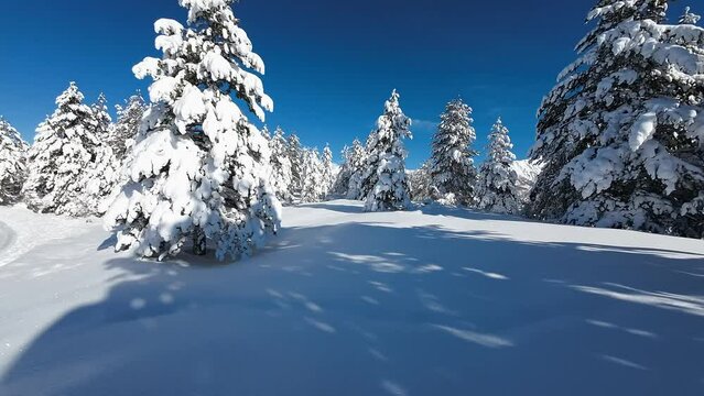 Paesaggio invernale, alberi carichi di neve.
suggestive immagini con candida neve fresca.