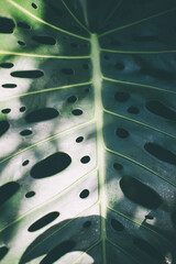 fresh monstera leaves background. spring green leaf texture with shadows