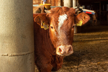 Portrait of a brown cow Red Angus, standing outdoors. - obrazy, fototapety, plakaty
