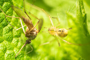 a spider eating a bug that is bigger than it