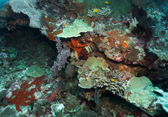 Underwater colorful life of fish and corals in the oceans
