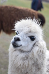 Obraz premium white alpaca with a background