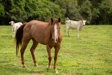 Um cavalo com algumas vacas desfocadas ao fundo no meio de um pasto. © Angela
