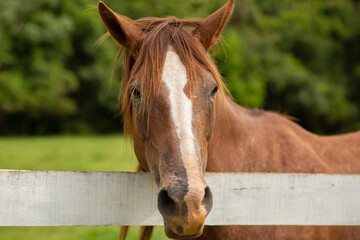 Close na cara de um cavalo por trás de uma cerca branca.