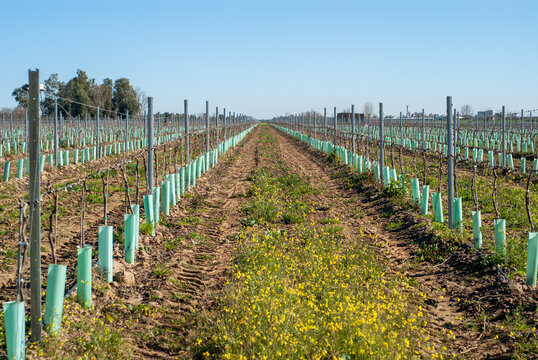 Cultivo de uvas en espalderas.