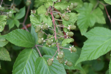 Green Berries Growing on a Bush in the Summer