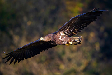 eagle in flight
