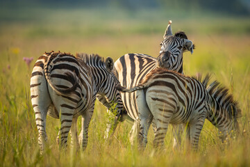 Fototapeta premium zebra's in the grass