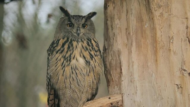 owl sits in a cage in the reserve, close-up. One owl with yellow eyes sits and blinks on a branch in a cage in a nature reserve. Close-up of an owl with yellow eyes blinks and sits on a branch.