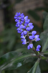Beautiful Purple Lupine Blossom in a Garden