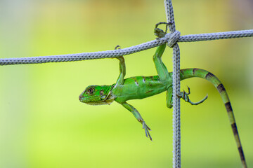 Una iguana bebé cuelga de la red de un arco de fútbol