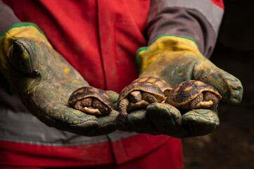 Tortugas recien nacidas siendo cuidadas en un centro especializado en vida salvaje para el cuidado de las especies en vía de extinción o amenaza.