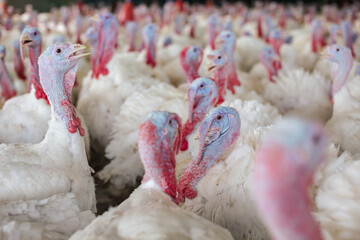 turkey farm. turkey close-up. turkey rearing concept