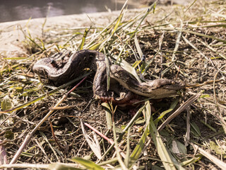 snake on the ground