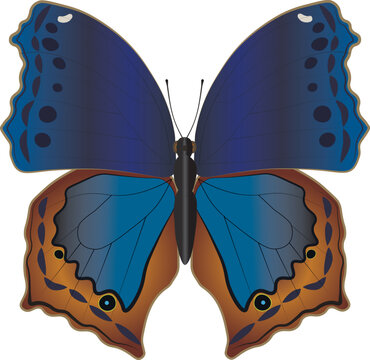 Blue butterfly on white background. Vector illustration. Beautiful Salamis temora isolated. Colorful exotic insect, decor and design element for print, textile, card and decoration