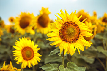 Close up yellow bouquet blooming sunflower field outdoors sunrise warm nature background. Organic flower with seeds. Agriculture, farming, harvest concept


