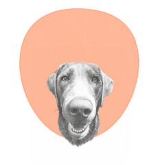 Realistic Portrait of Vizsla Dog on Power color art background. Weimaraner or Silver Ghost is large breed for hunting. Animal art collection: Dogs. Hand Painted Illustration of Pets. Design template