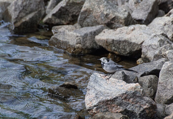 Fototapeta na wymiar duck on the rocks