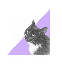Black cat with white breast portrait on lilac art background. Realistic drawing of a cat. Sketch. Design template. Good for print T shirt, card. Hand painted pet illustration