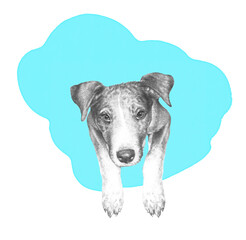 Sketch of Cute puppy with paws  on blue background. Animal art collection: Dogs. Lap Dog Portrait - Hand Painted Illustration of Pet. Design template. Good for banner, T shirt, card