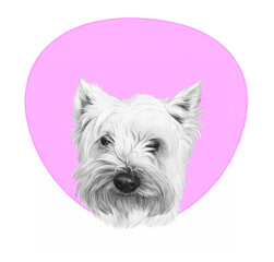Portrait of West Highland White Terrier dog  on pink art background. Cute puppy. Sketch. Hand drawn illustration of Pets. Animal art collection: Dogs. Good for print T shirt, card. Design template