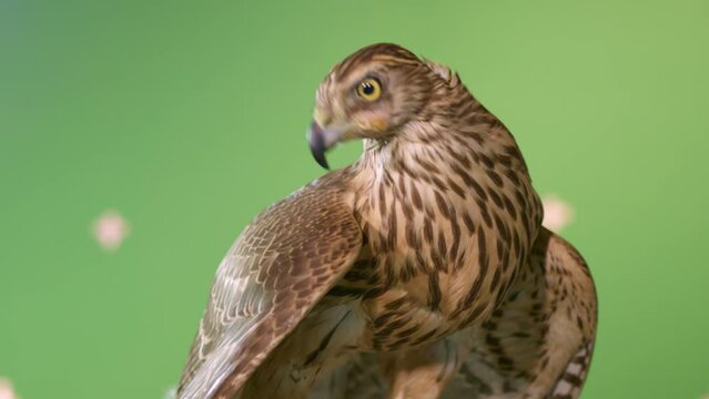 Gracious hawk explores environment and sits with tied paws on hunter hand wearing leather glove. Fowl feels trapped and looks around closeup